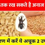 10 साल तक अनाज सुरक्षित रखने के 3 जादुई और जैविक तरीके