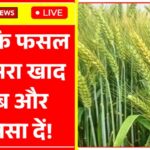 गेहू कि फसल मे दुसरा खाद कब और कौनसा दें, जानिए वो तरीका जिससे हर पौधे में निकलेंगे कल्ले ही कल्ले Wheat Farming Tips