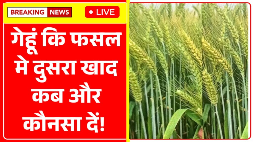 Wheat Farming Tips